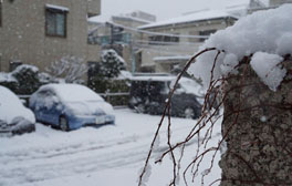 東日本地區(qū)普降大雪